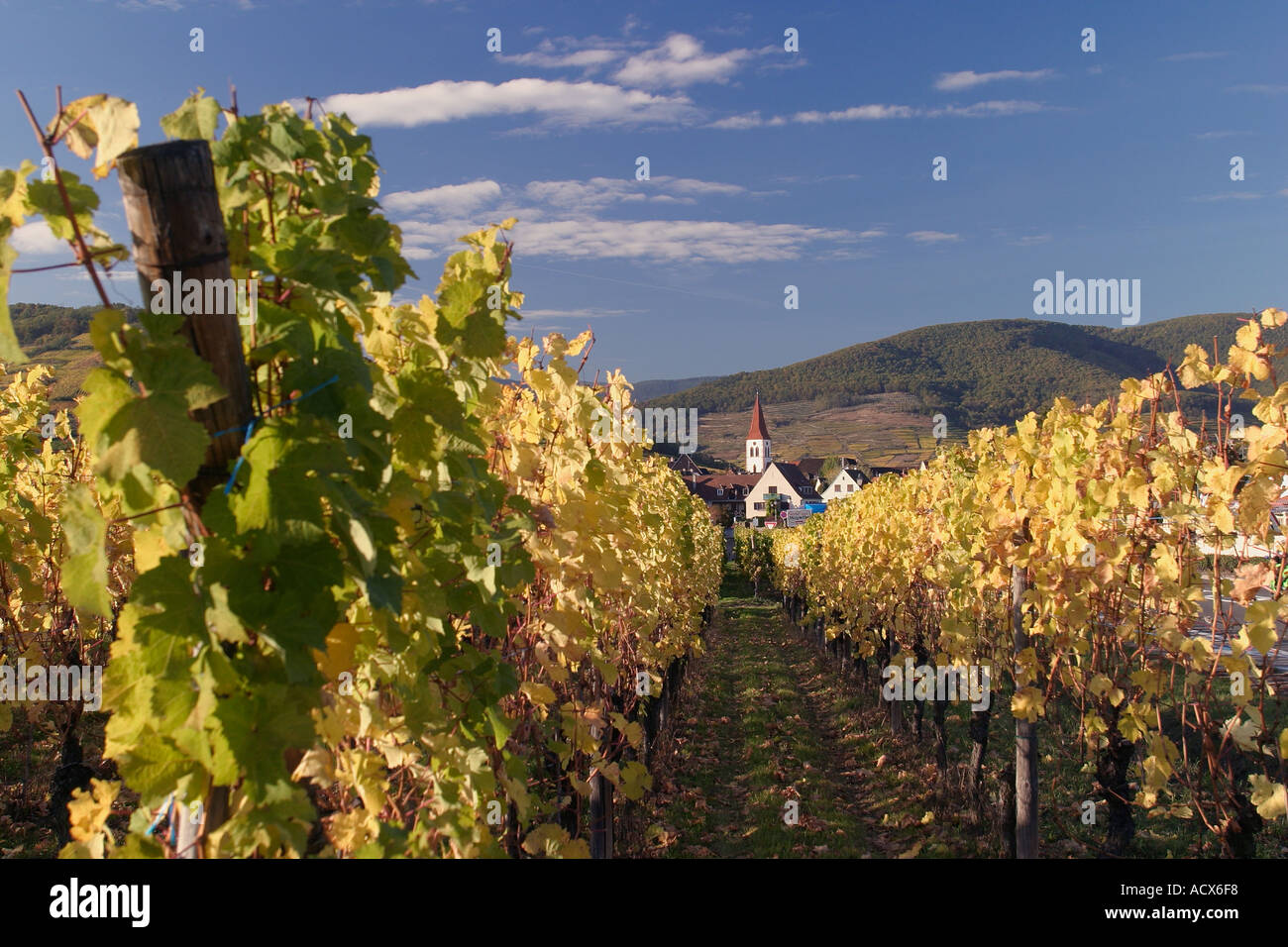 Herbst kommt zu den Weinbergen von Ostfrankreich Stockfoto