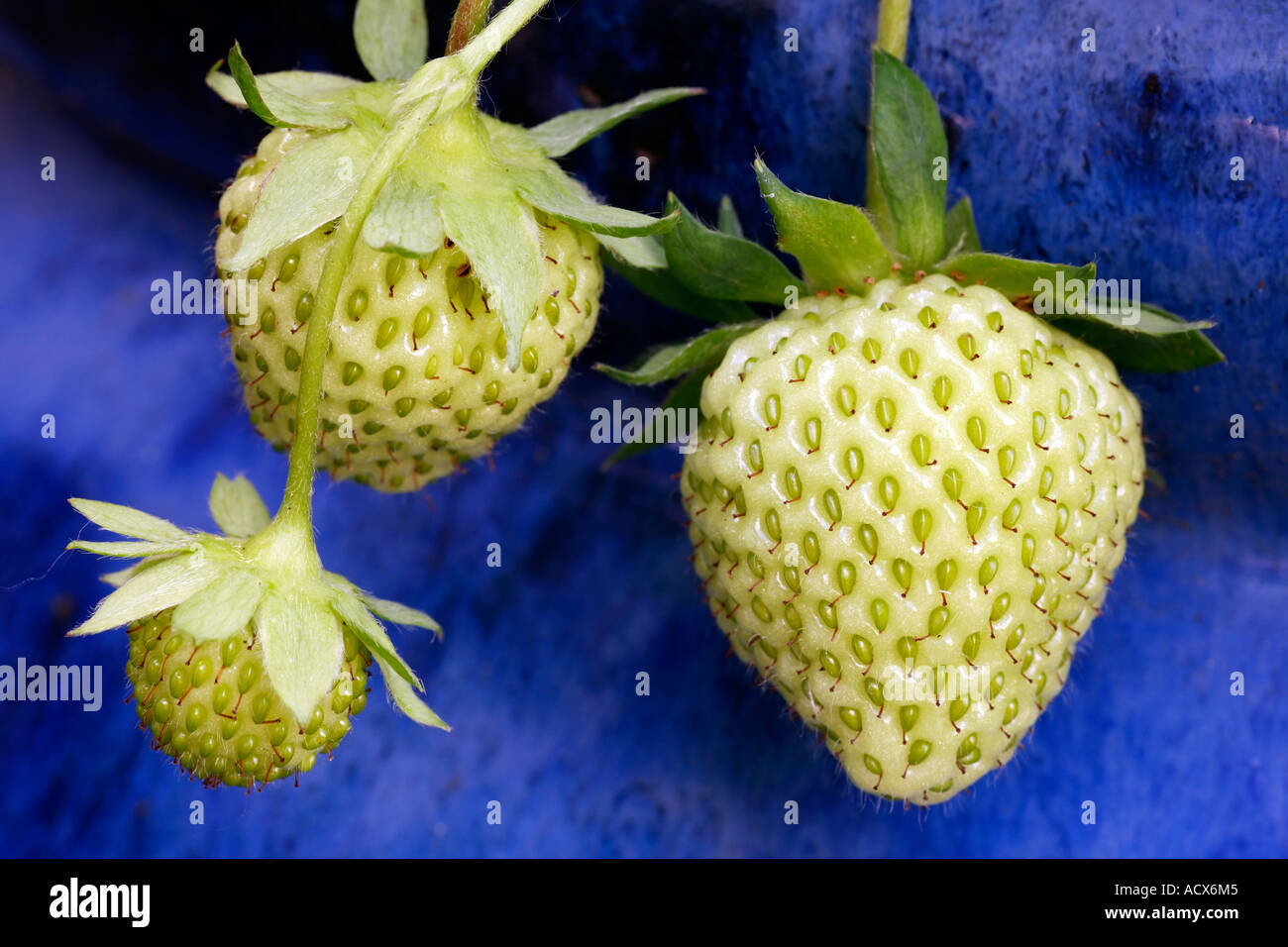 Nahaufnahme von einem grünen Erdbeeren in einem blauen Topf. Stockfoto