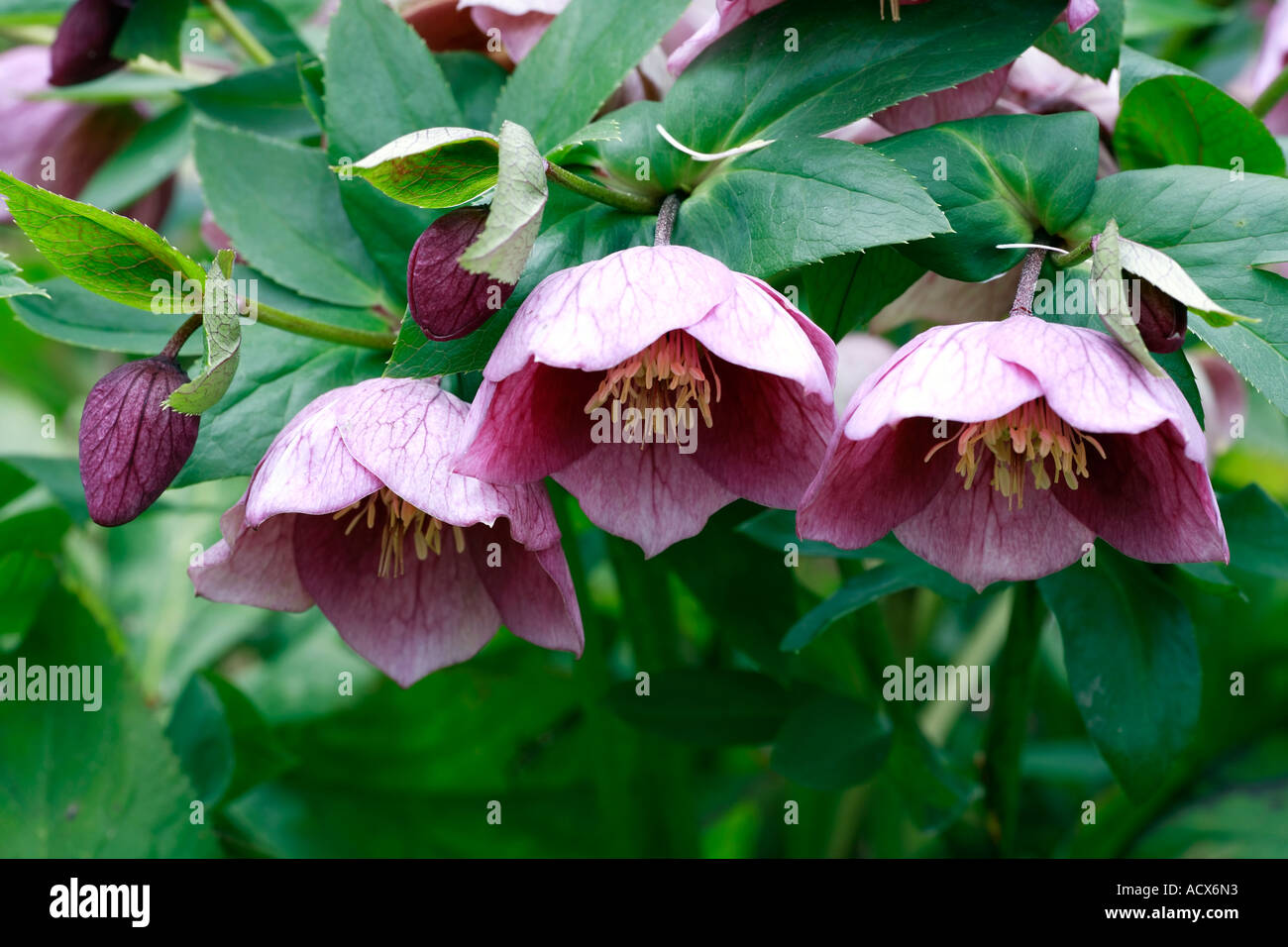 Lila Blüten der Helleborus Orientalis (Butterblume), Trivialname: Fastenzeit Rose Stockfoto