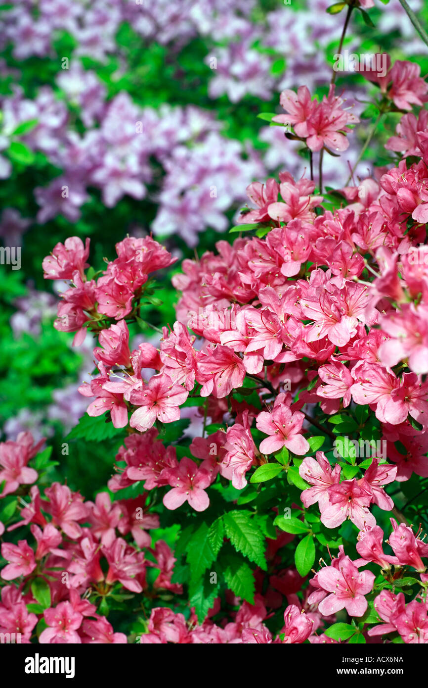 Rhododendron 'Hinomayo' Blüte vor Rhododendron Yedoense var Poukhanense (allgemeiner Name: koreanische Azalee) Stockfoto