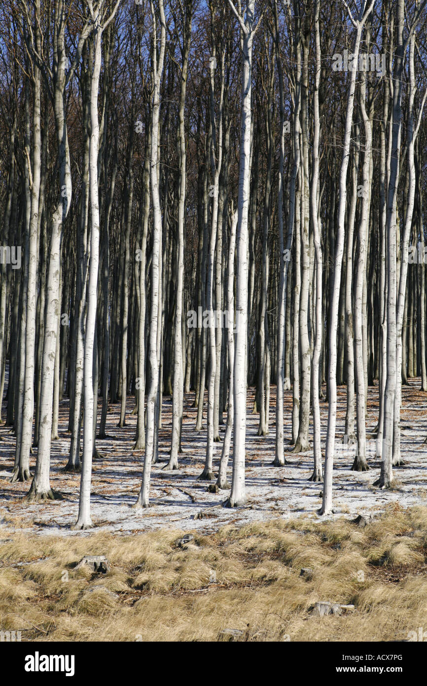 Bäume Berge männlichen Karpaty Slowakei Stockfoto