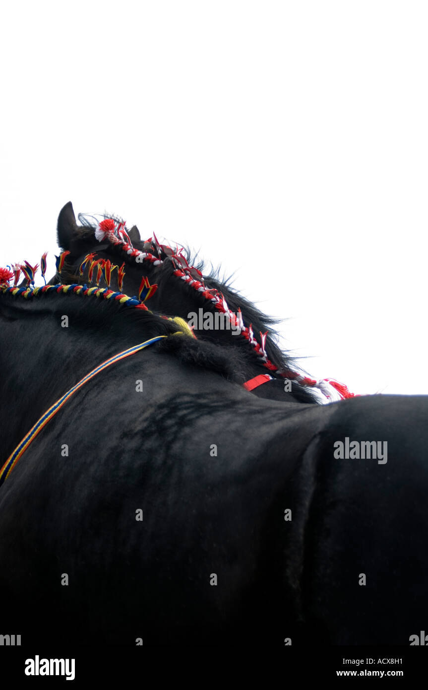 Schwere Pferde Shire horse Stockfoto