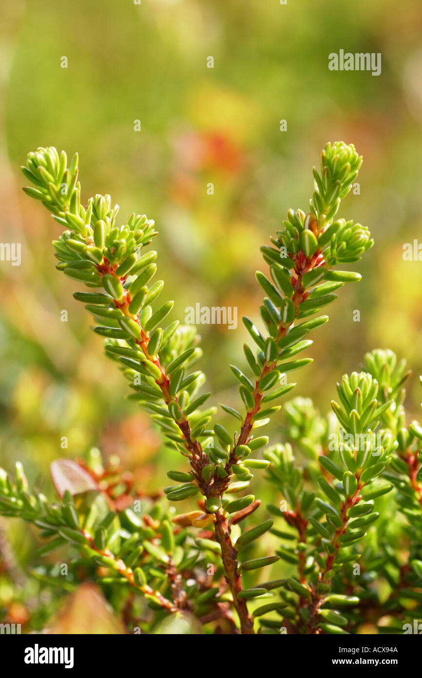 Krähenbeere Werk in die schwedischen Berge Stockfoto