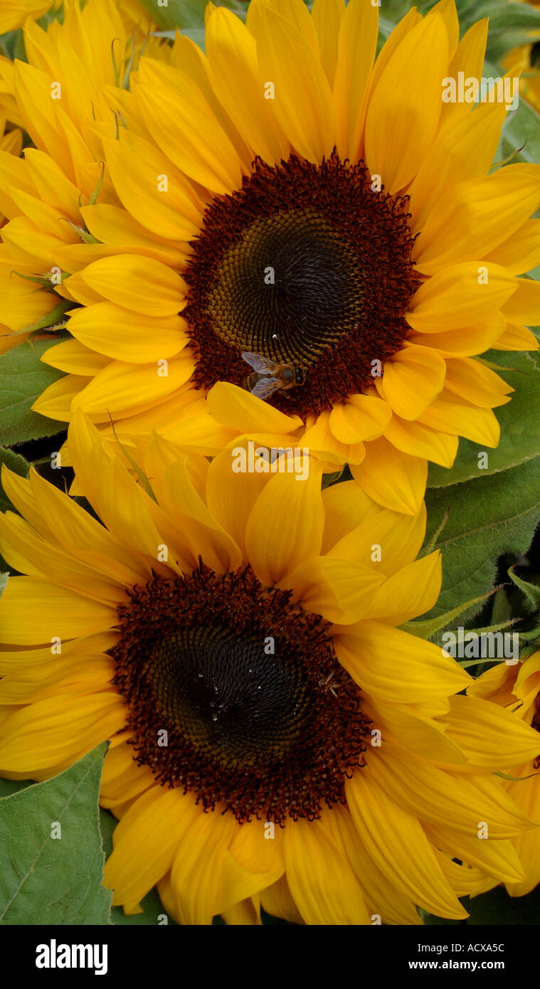 Zwei Sonnenblumen blühen Helianthus annuus Stockfoto