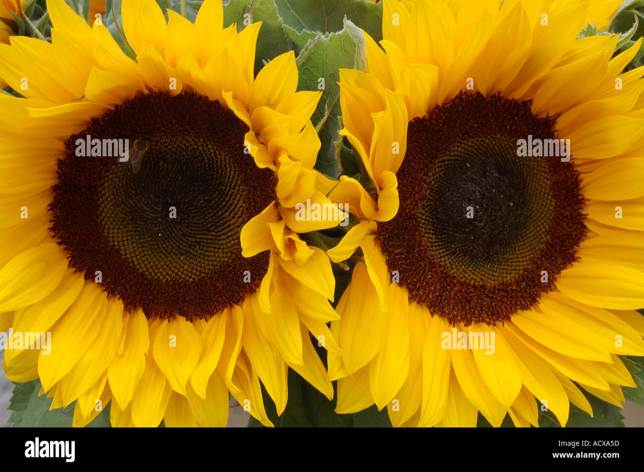 Zwei Sonnenblumen blühen Helianthus annuus Stockfoto