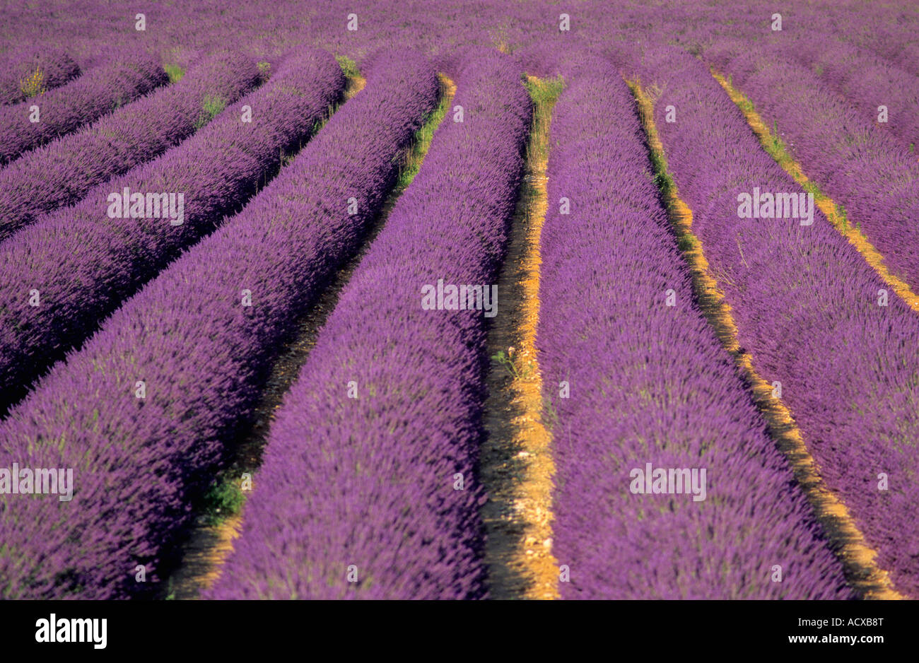 Lavendel Feld, Provence, Frankreich Stockfoto