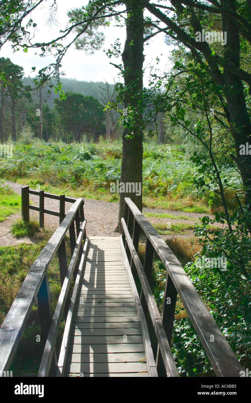 Fußgängerbrücke über den Fluss auf Waldspaziergang Stockfoto