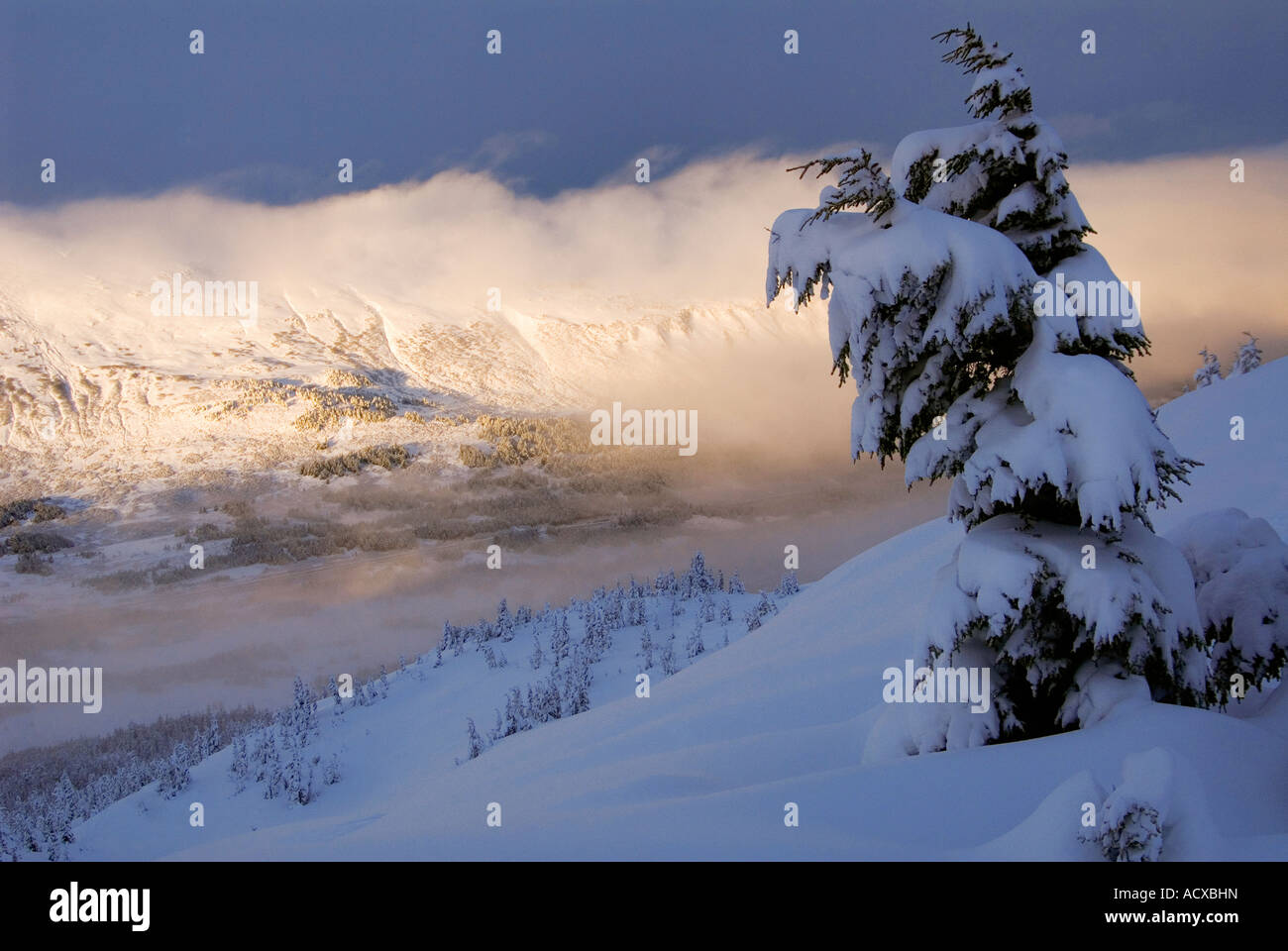 Alaska Chugach National Forest Winterlandschaften auf Turnagain Pass Stockfoto