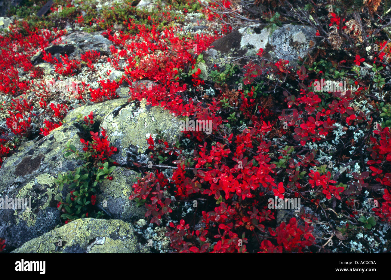 Herbst Farben Stockfoto