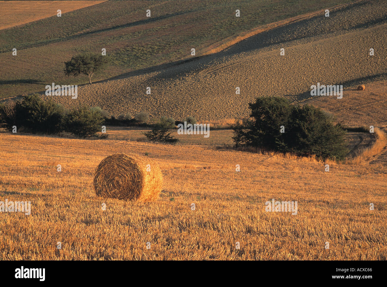 Gold hale Ballen in das warme Licht des frühen Sonnenlicht in sanften toskanischen Ackerland Stockfoto