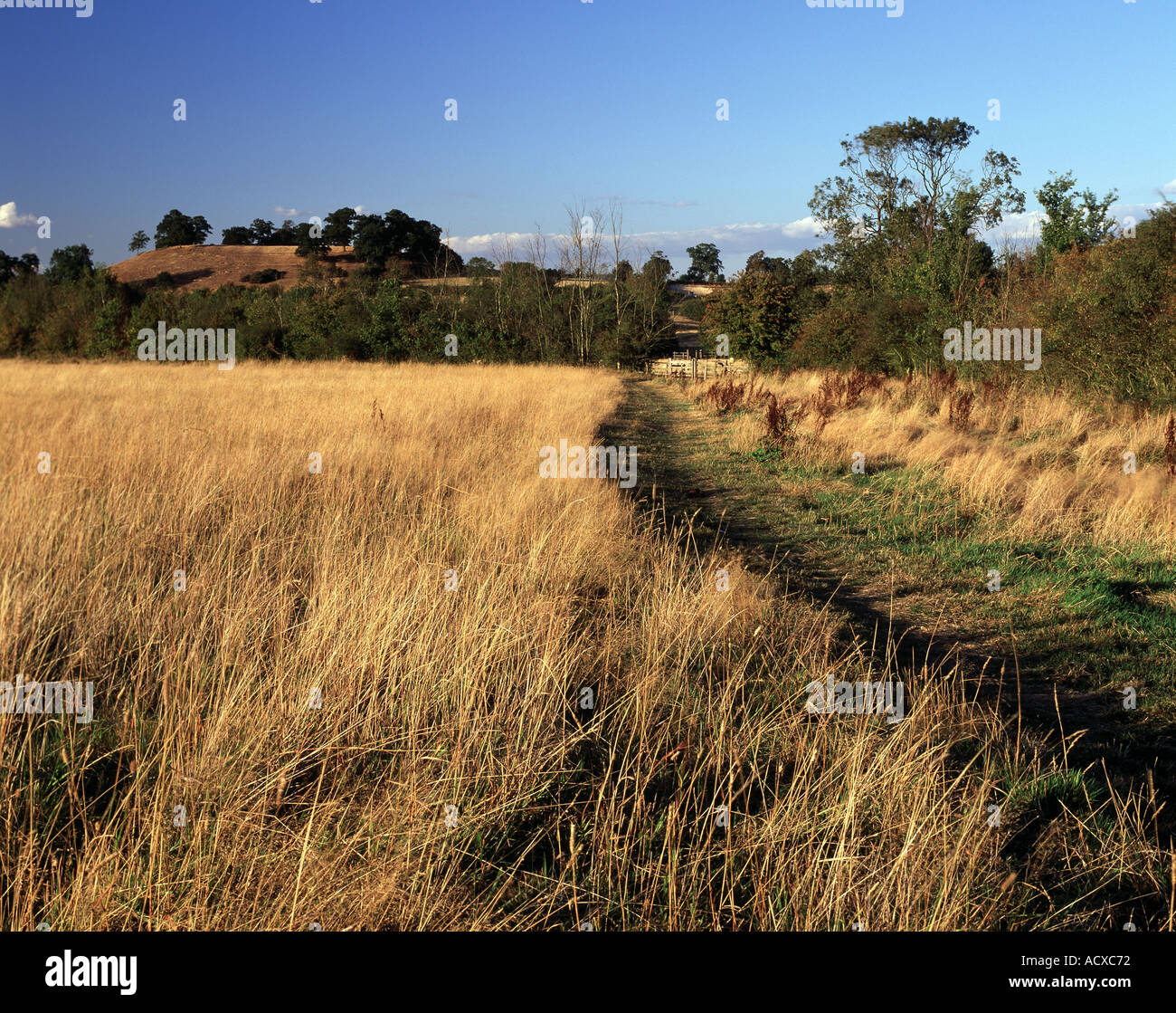 Wanderweg durch goldene Pflanzen nach Riss der Hügel Crick Northamptonshire Stockfoto