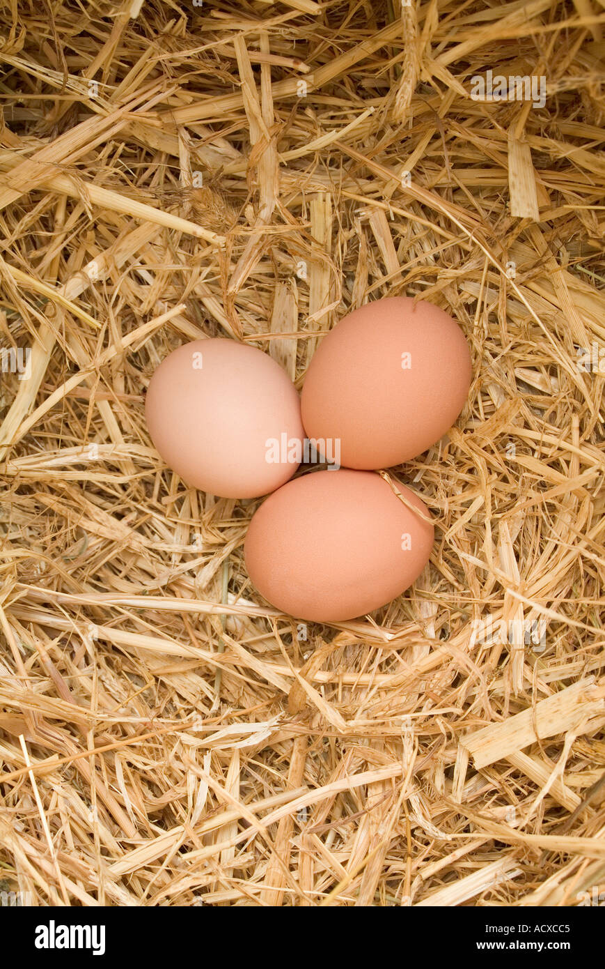 Neue gelegten Hühnereier in Stroh nest Stockfoto