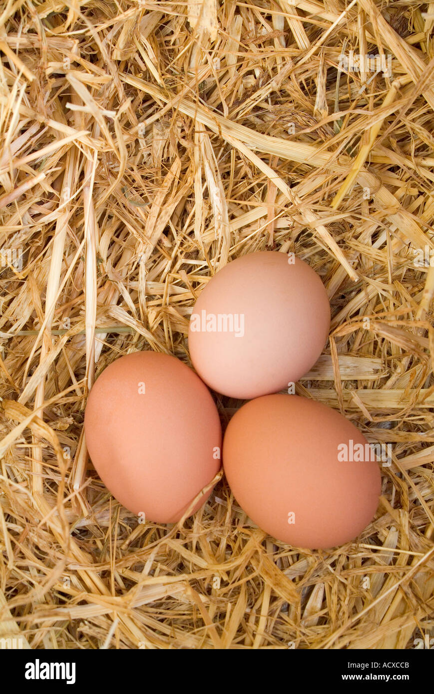 Neue gelegten Hühnereier in Stroh nest Stockfoto