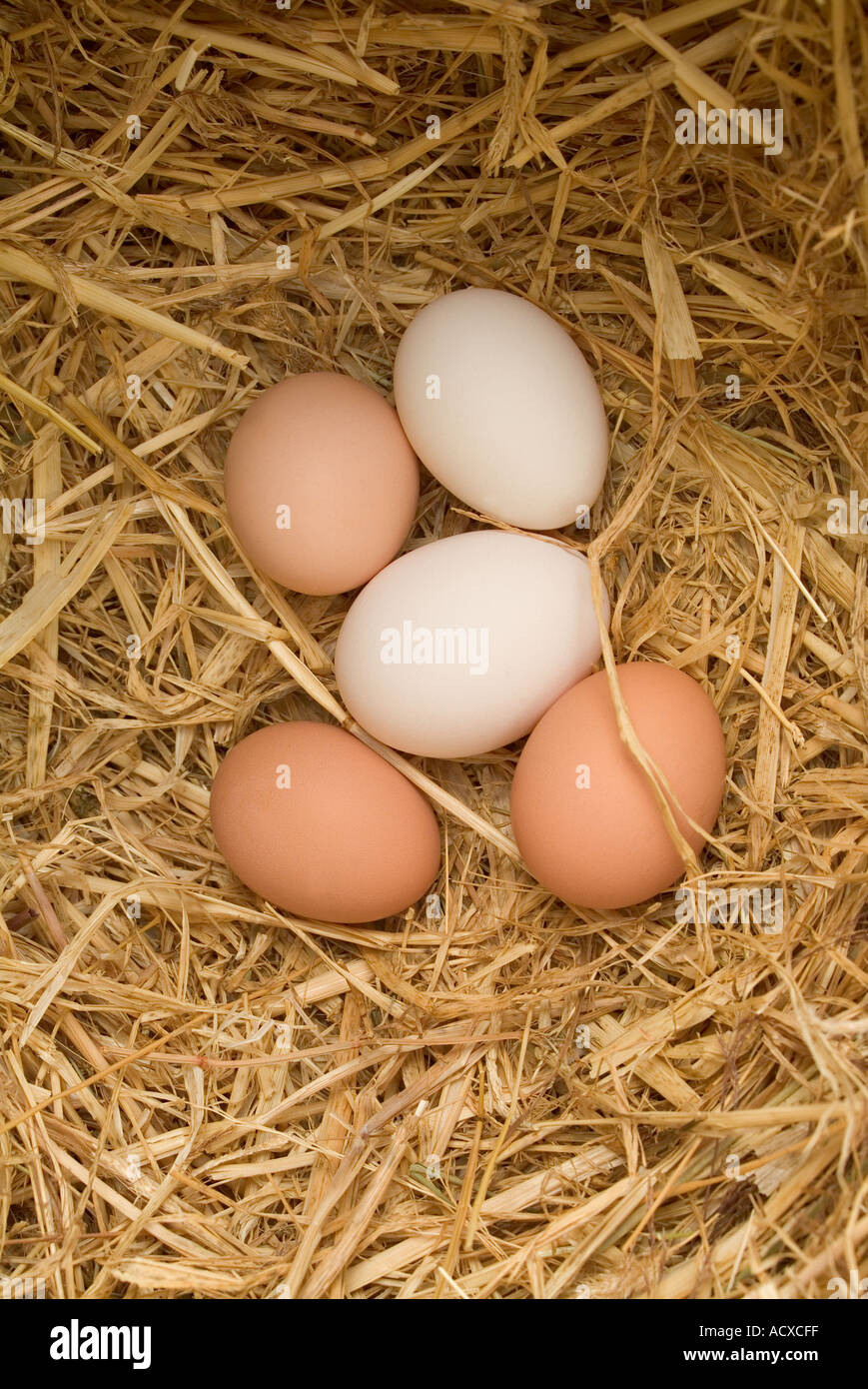 Neue gelegten Hühnereier in Stroh nest Stockfoto