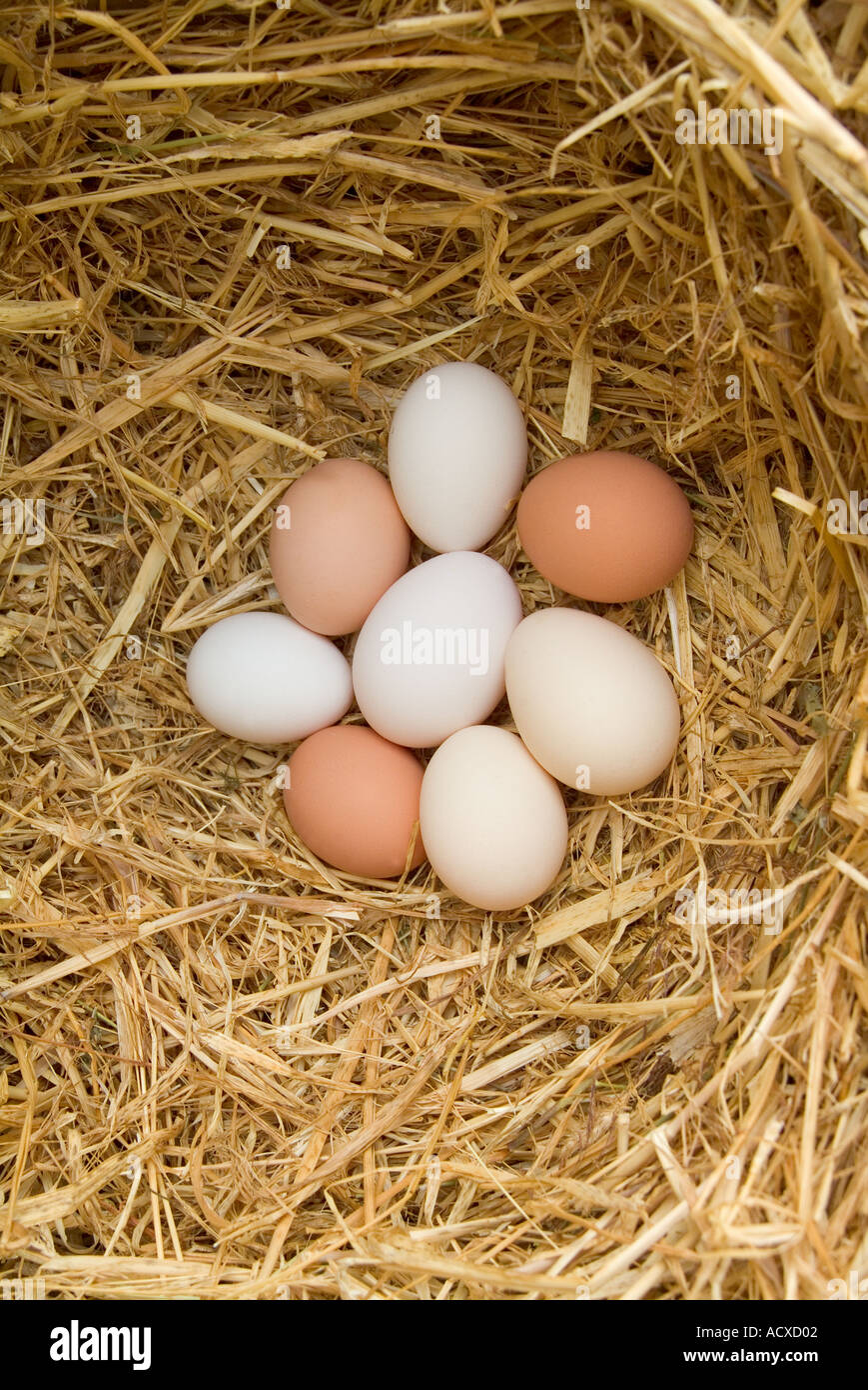 Neue gelegten Hühnereier in Stroh nest Stockfoto