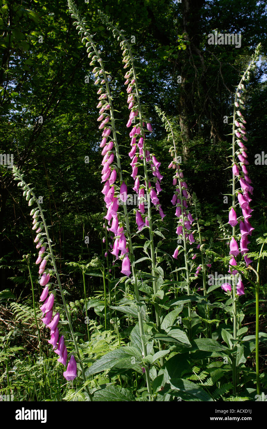 Fingerhut-Blumen Stockfoto