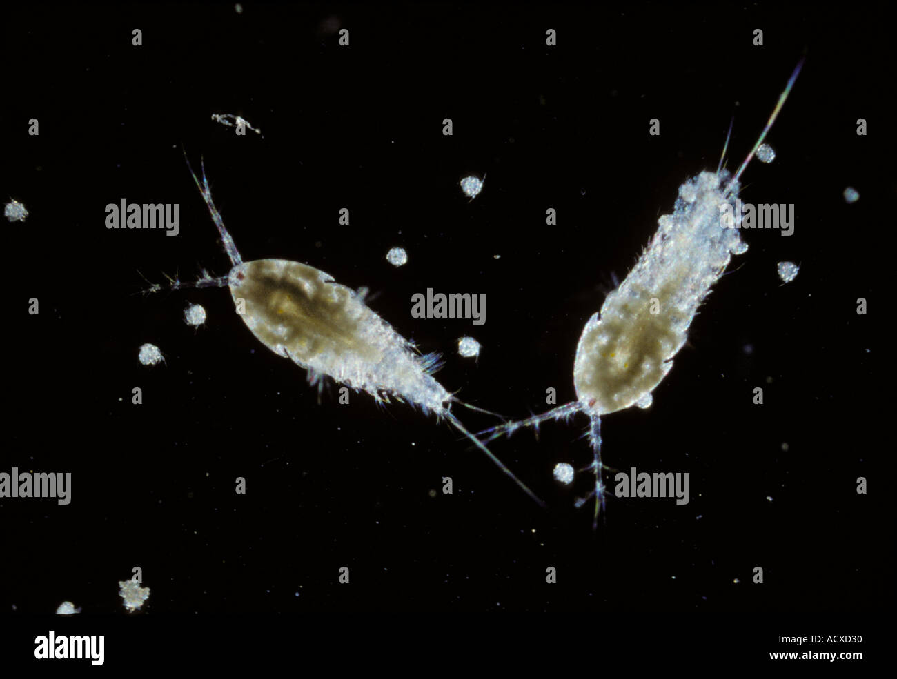 Wissenschaft Mikro Copepoden Stockfoto