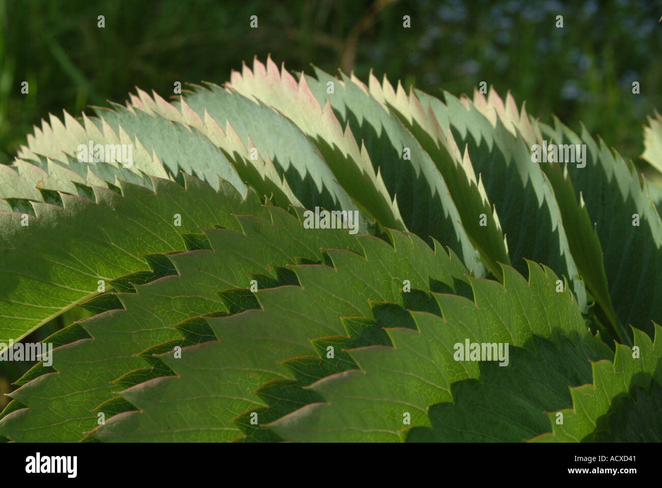 Die gezackten Blätter von Melianthus Major Stockfoto