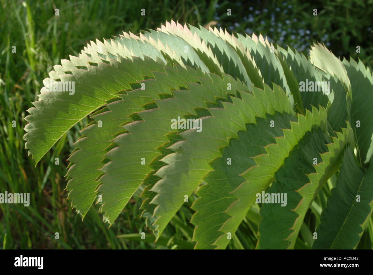 Die gezackten Blätter von Melianthus Major Stockfoto