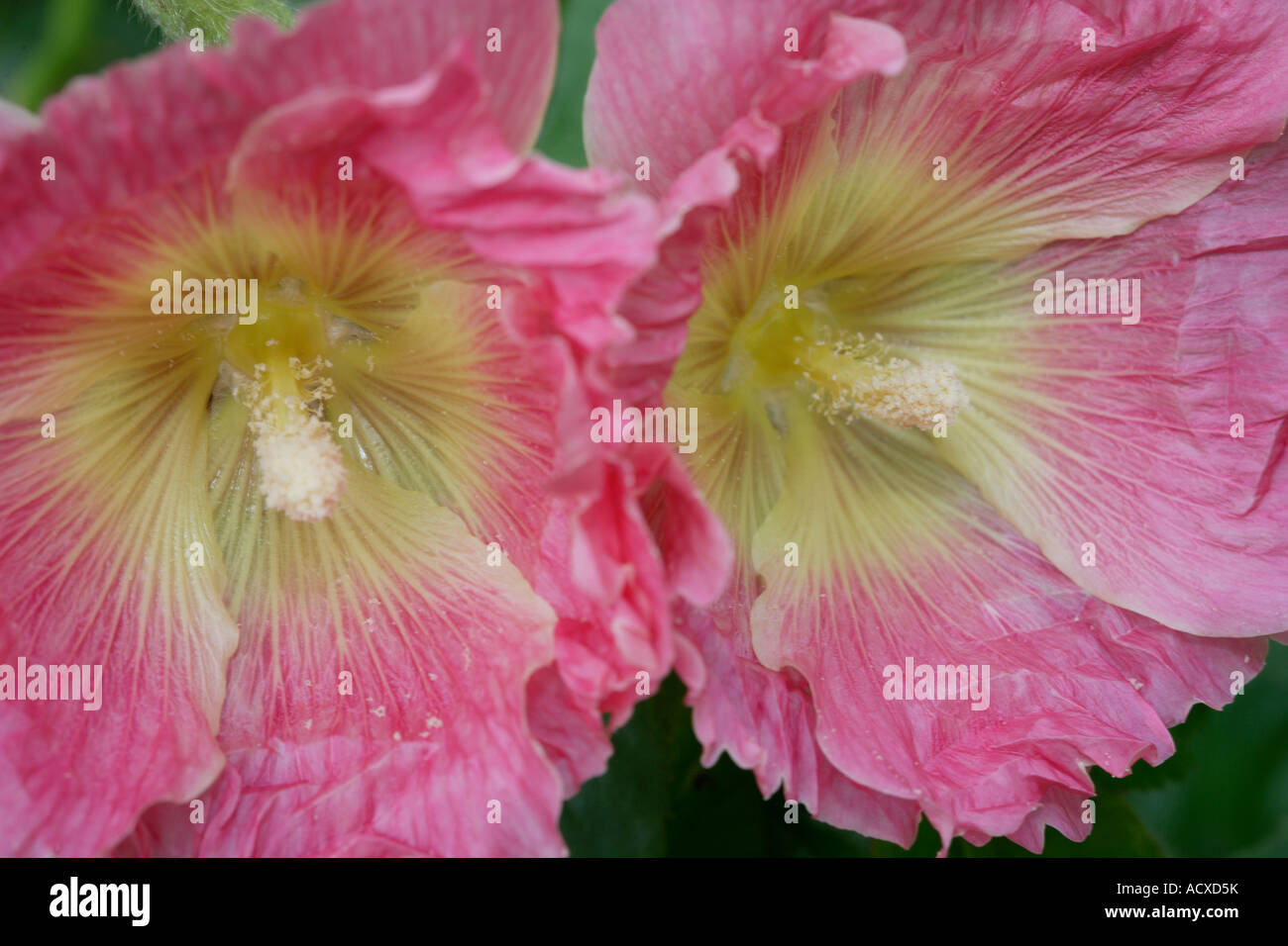 Stockrose Blumen Stockfoto