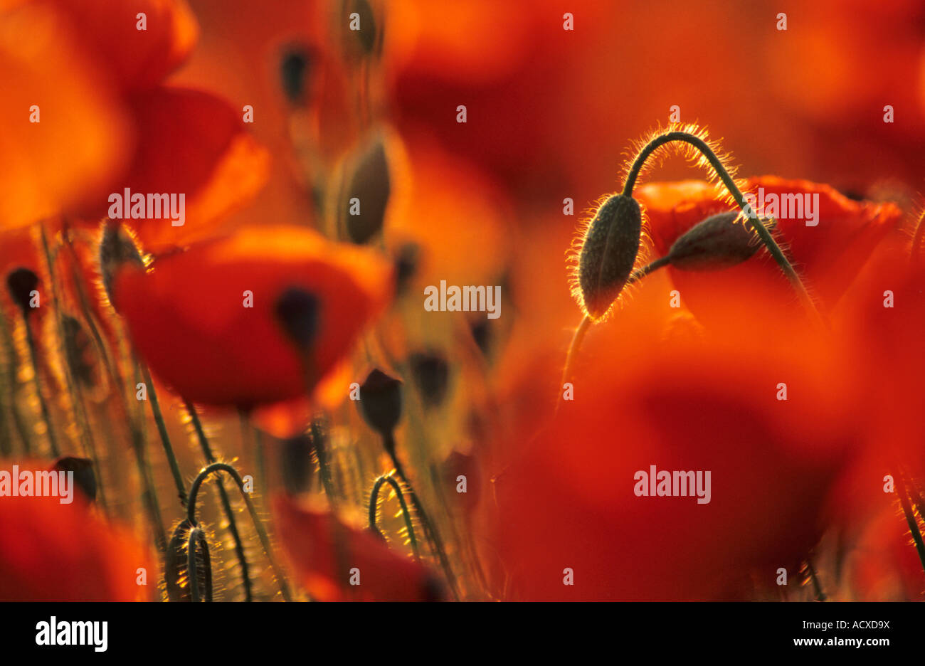 Corn Poppy, Field poppy Flandern poppy red poppy, Papaver rhoeas Stockfoto