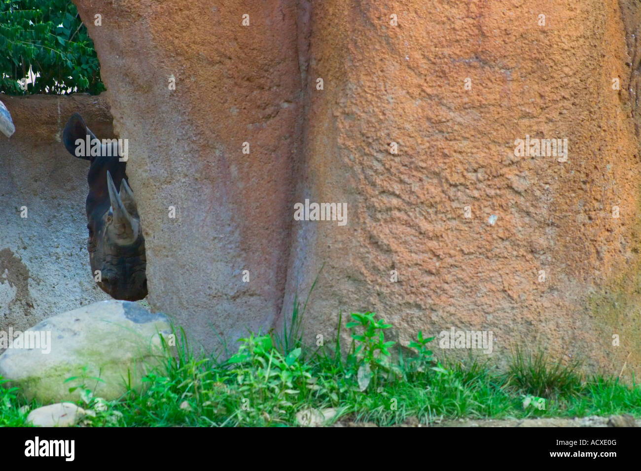 Spitzmaul-Nashorn Stockfoto