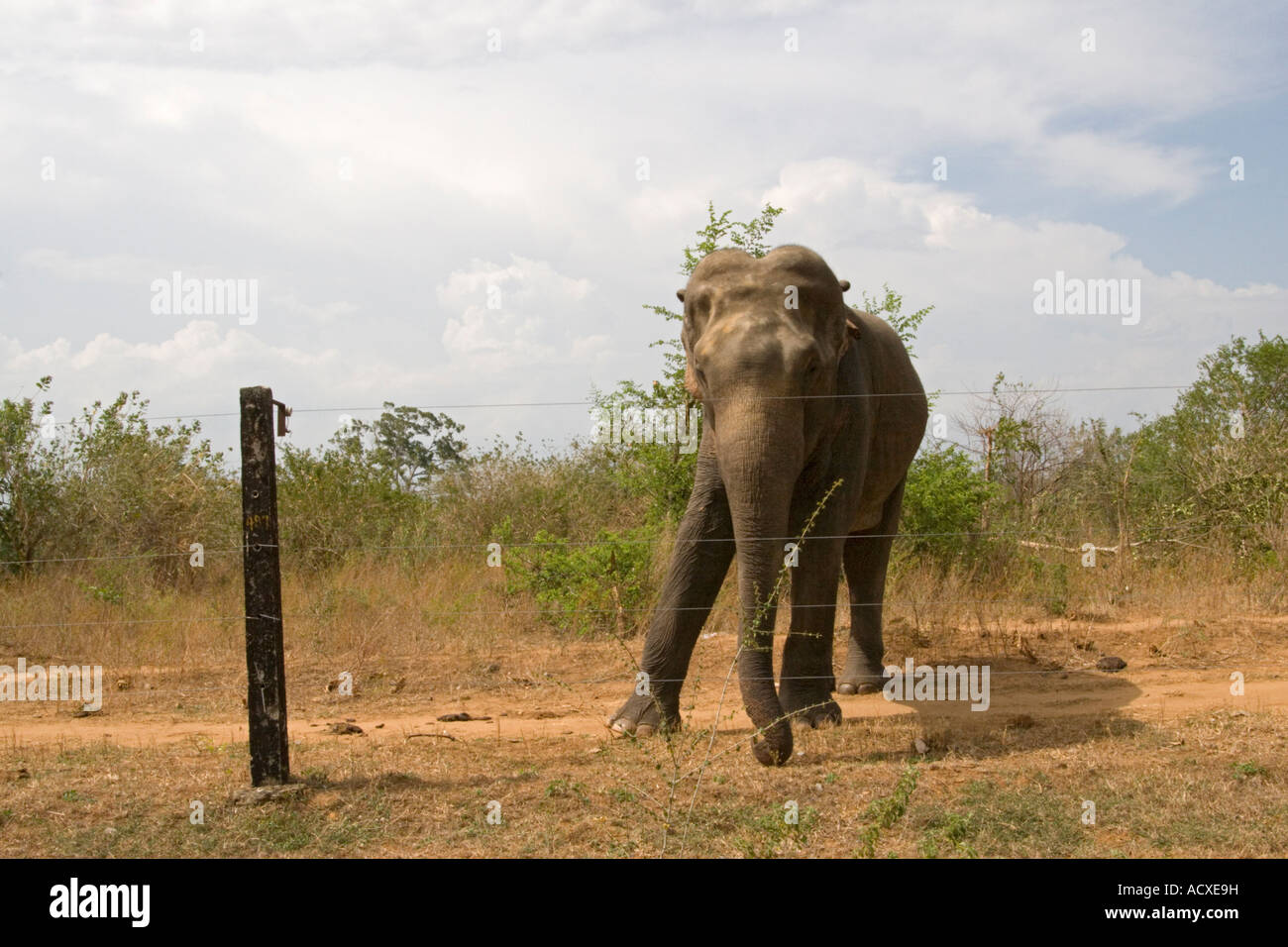 Elefant am Elektrozaun, Uda Walawe Nationalpark, Sri Lanka. Stockfoto