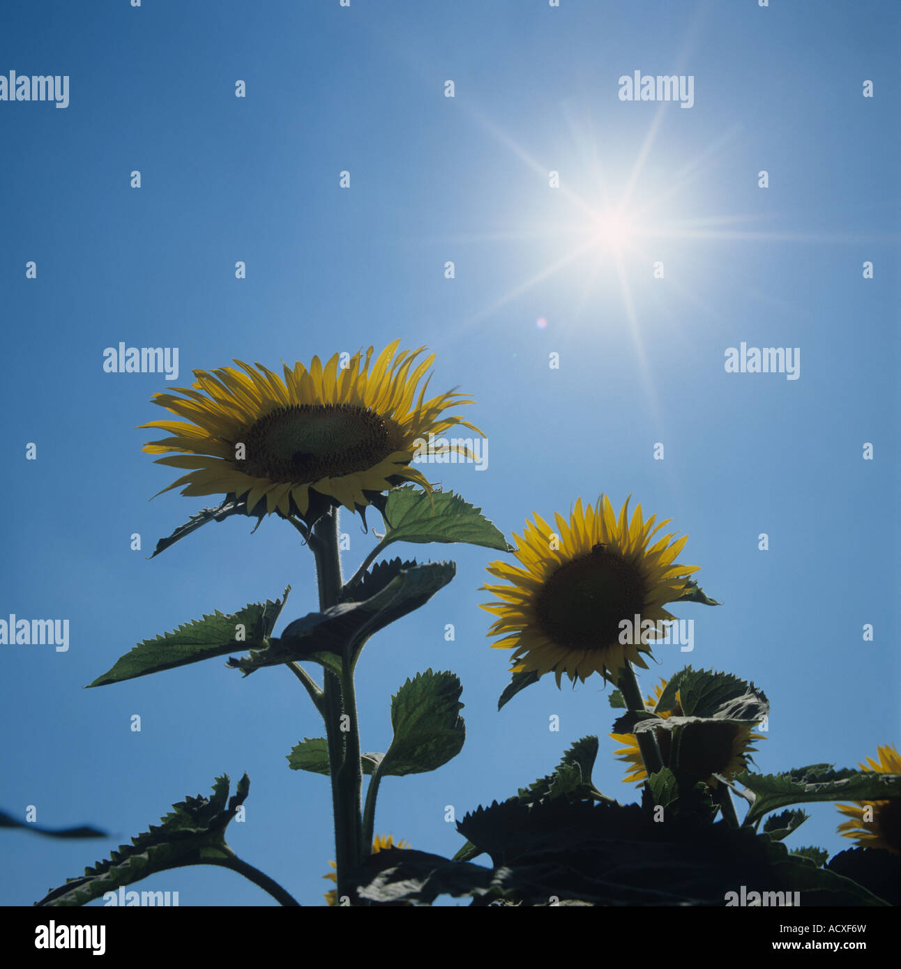 Zwei gelbe Sonnenblumen köpfen gegen eine helle Starburst Sommersonne und tiefblauen Himmel Toskana Italien Stockfoto