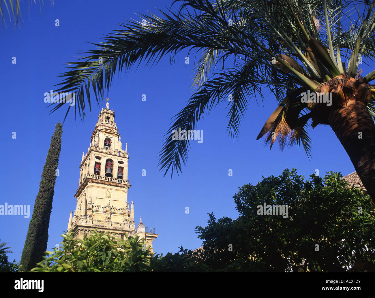 Cordoba Mezquita Turm und Palm tree Andalusien Spanien Stockfoto