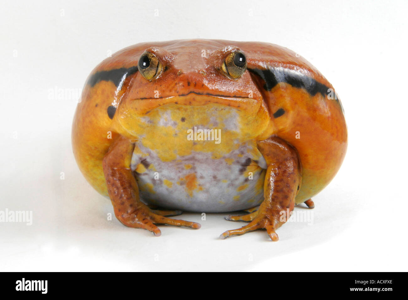 Tomatenfrosch Stockfoto