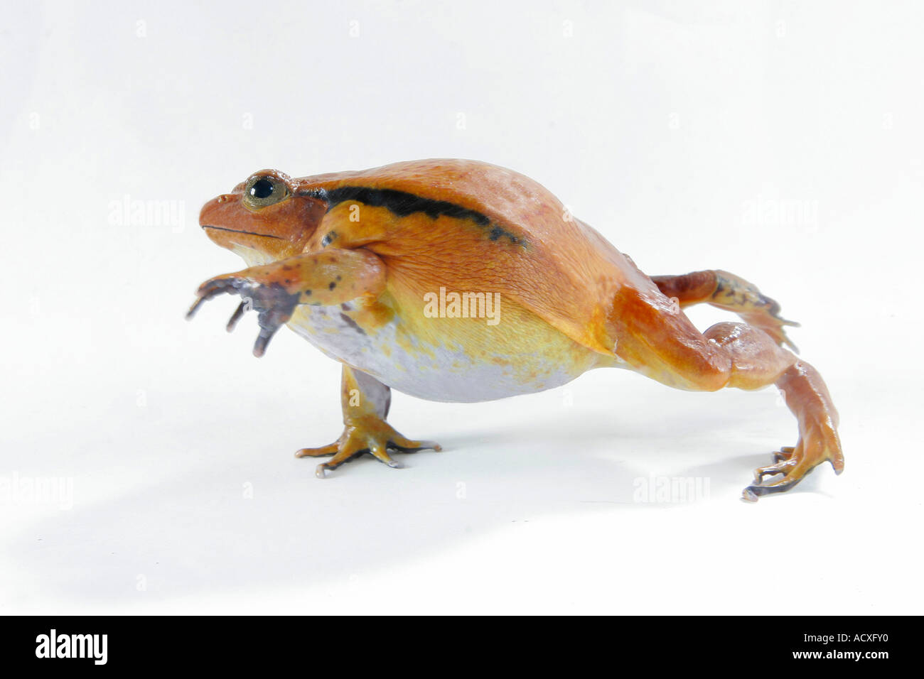 Tomatenfrosch Stockfoto