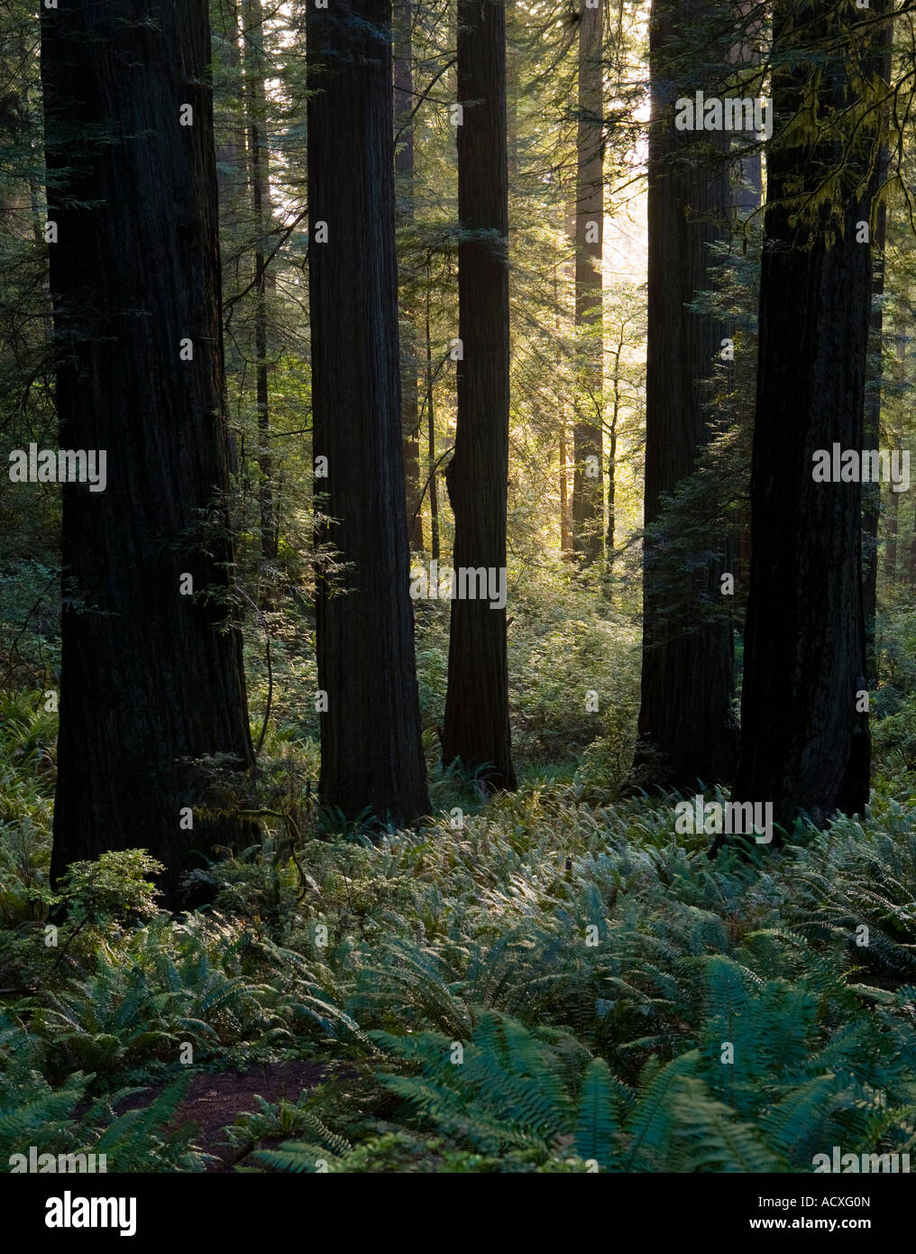 Coastal Redwoods Verdammnis Creek Trail, Redwoods National Park, Kalifornien, sommergrünen uralten Wald entlang Stockfoto