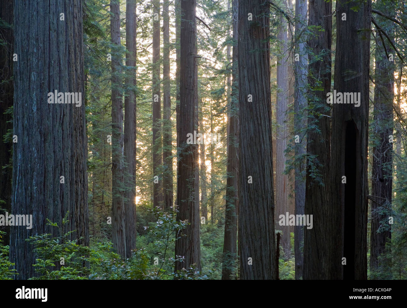 Coastal Redwoods entlang Verdammnis Creek Redwoods National Park, Kalifornien. Stockfoto