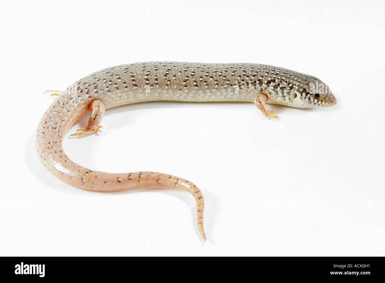 Ocellated Skink Stockfoto