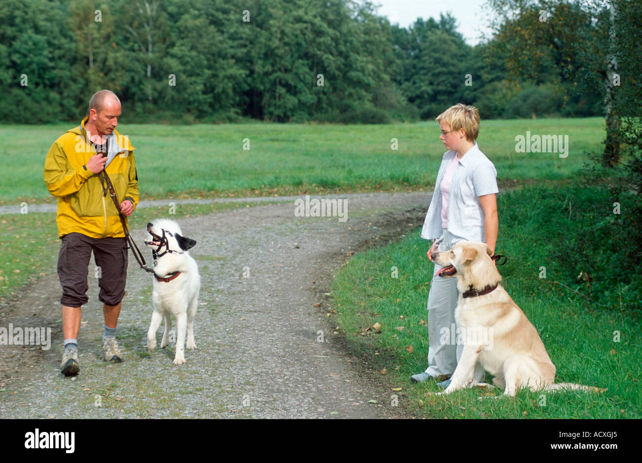 Menschen und Mischlingshunde Stockfoto