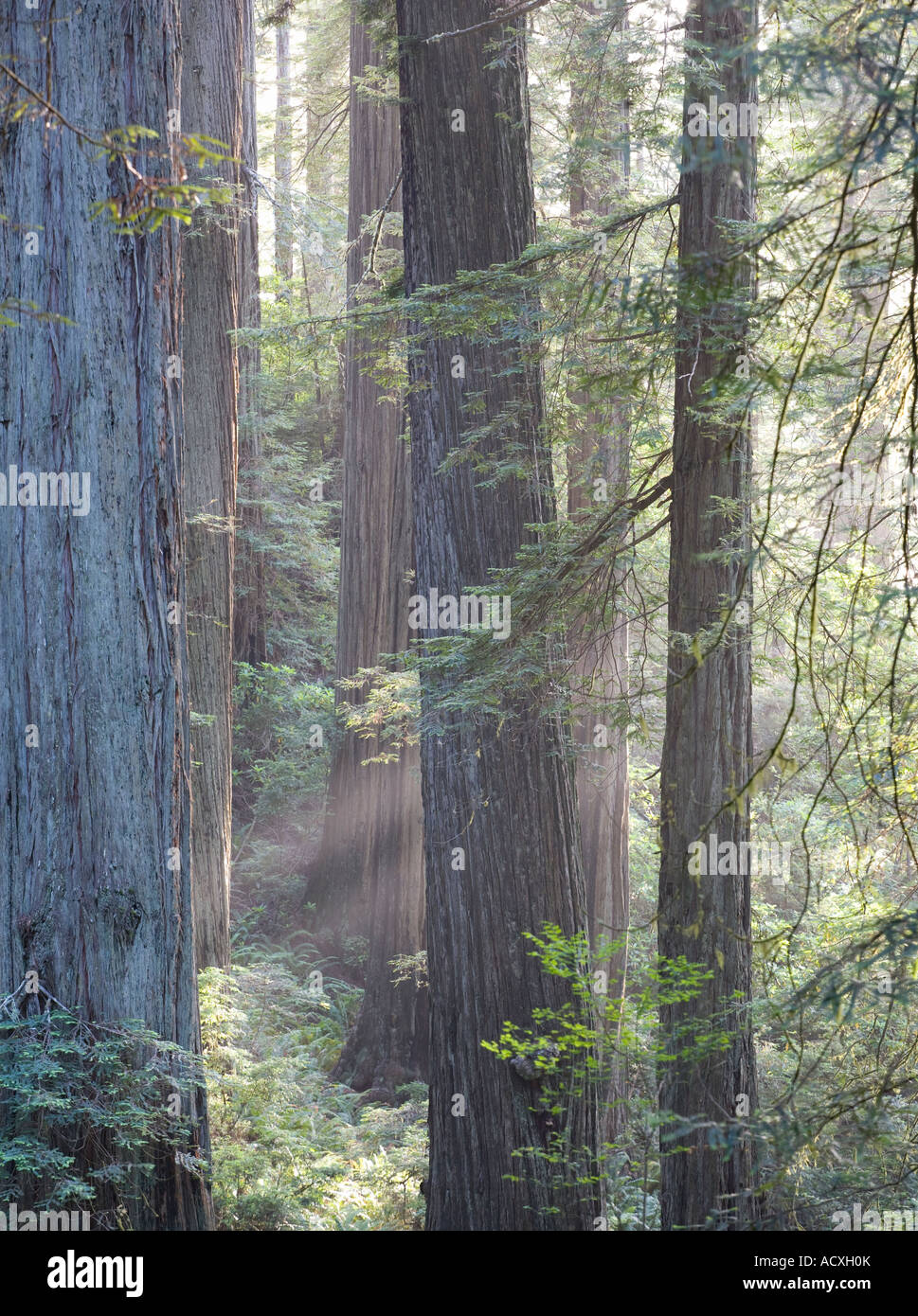 Licht strömt durch die coastal Redwoods entlang Verdammnis Creek Redwoods National Park, Kalifornien. Stockfoto