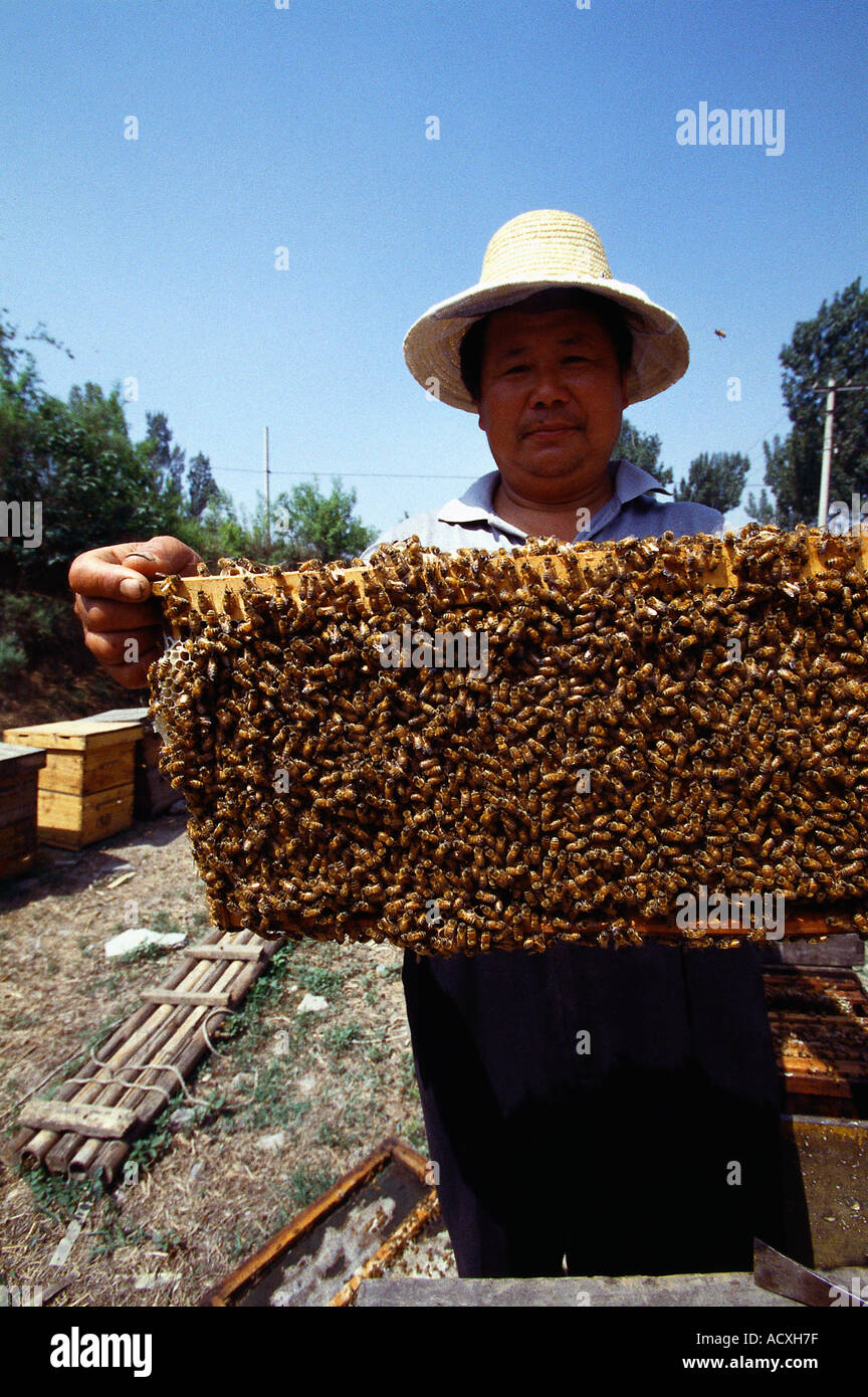 Ein chinesischer Biene-Halter Stockfoto