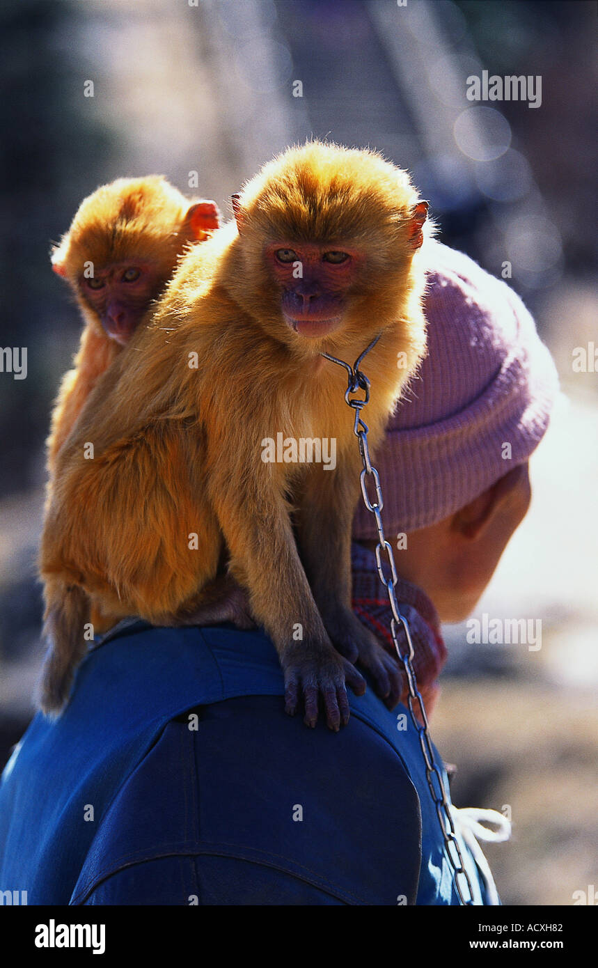 Ein chinesischer Mann mit zwei Affen auf der Schulter sitzen Stockfoto