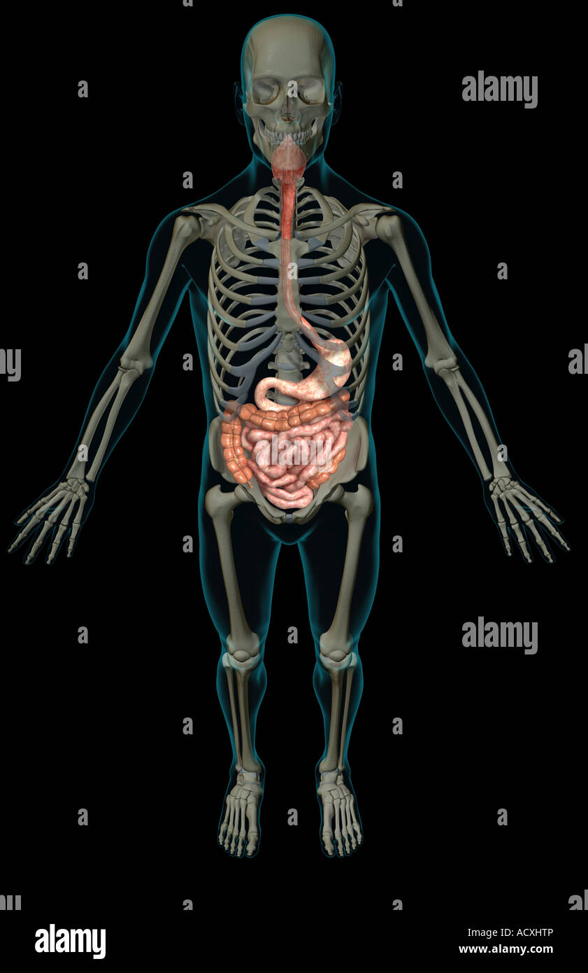 Das Verdauungssystem Stockfoto