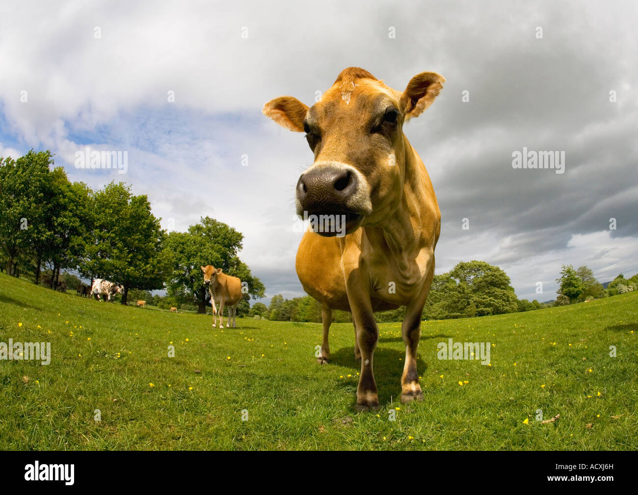 Jersey Kühe im englischen Wiese im Sommersonne mit blauem Himmel und weißen Wolken England Großbritannien GB UK Großbritannien britische Stockfoto