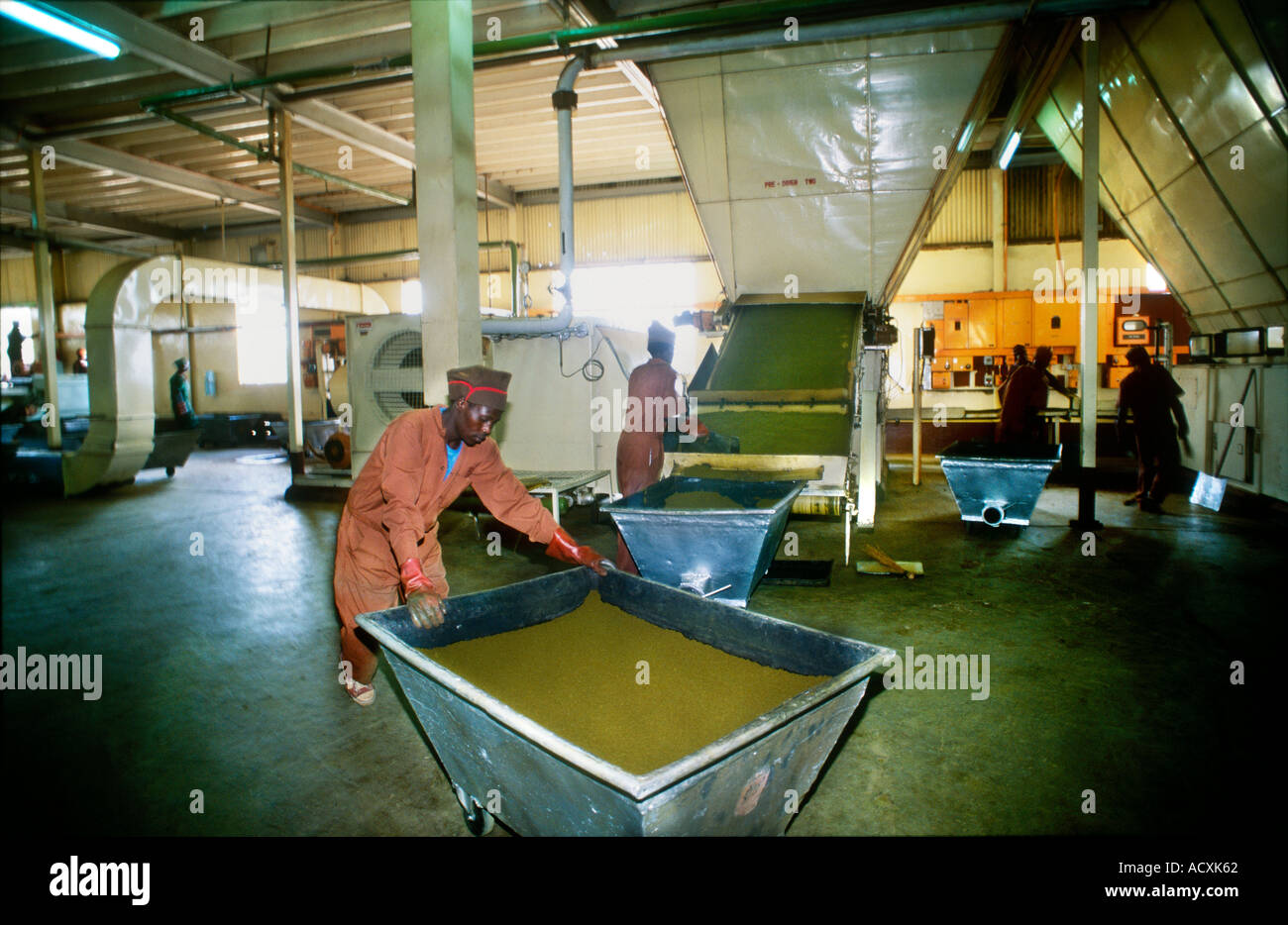 Trollies von Gärung geschnitten und gerollt Tee bereit für Trockenöfen Kericho Kenia Stockfoto