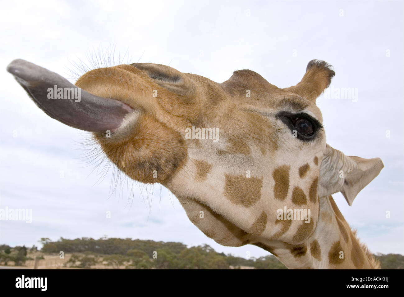 seine lange Tonque ragt eine Giraffe aus nächster Nähe auf Augenhöhe Stockfoto