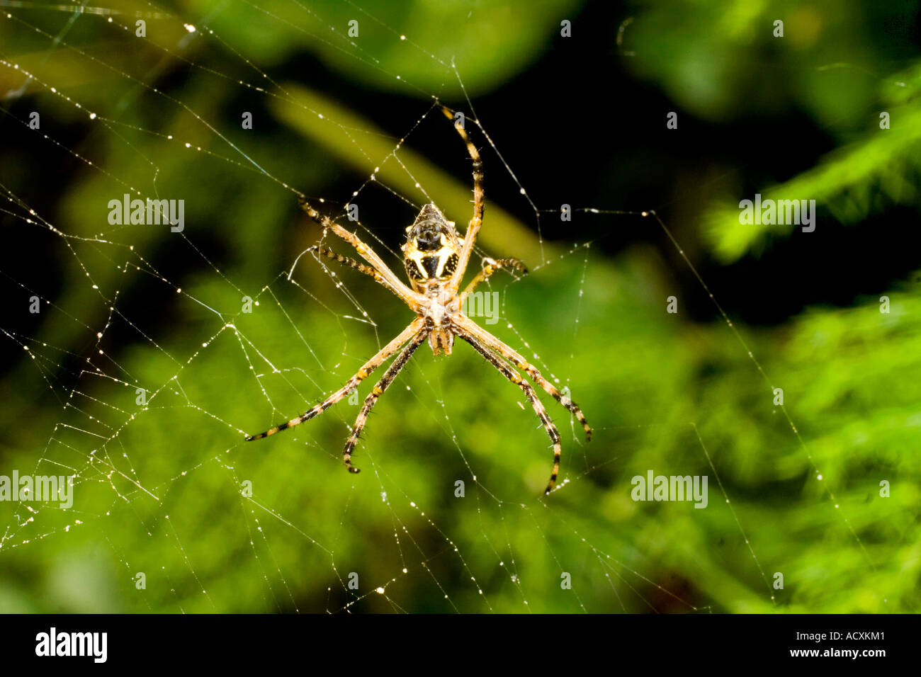 Spinne (Argiope Bruennichi) auf seiner Web, Sachica, Anden, Kolumbien, Südamerika, Karibik Stockfoto