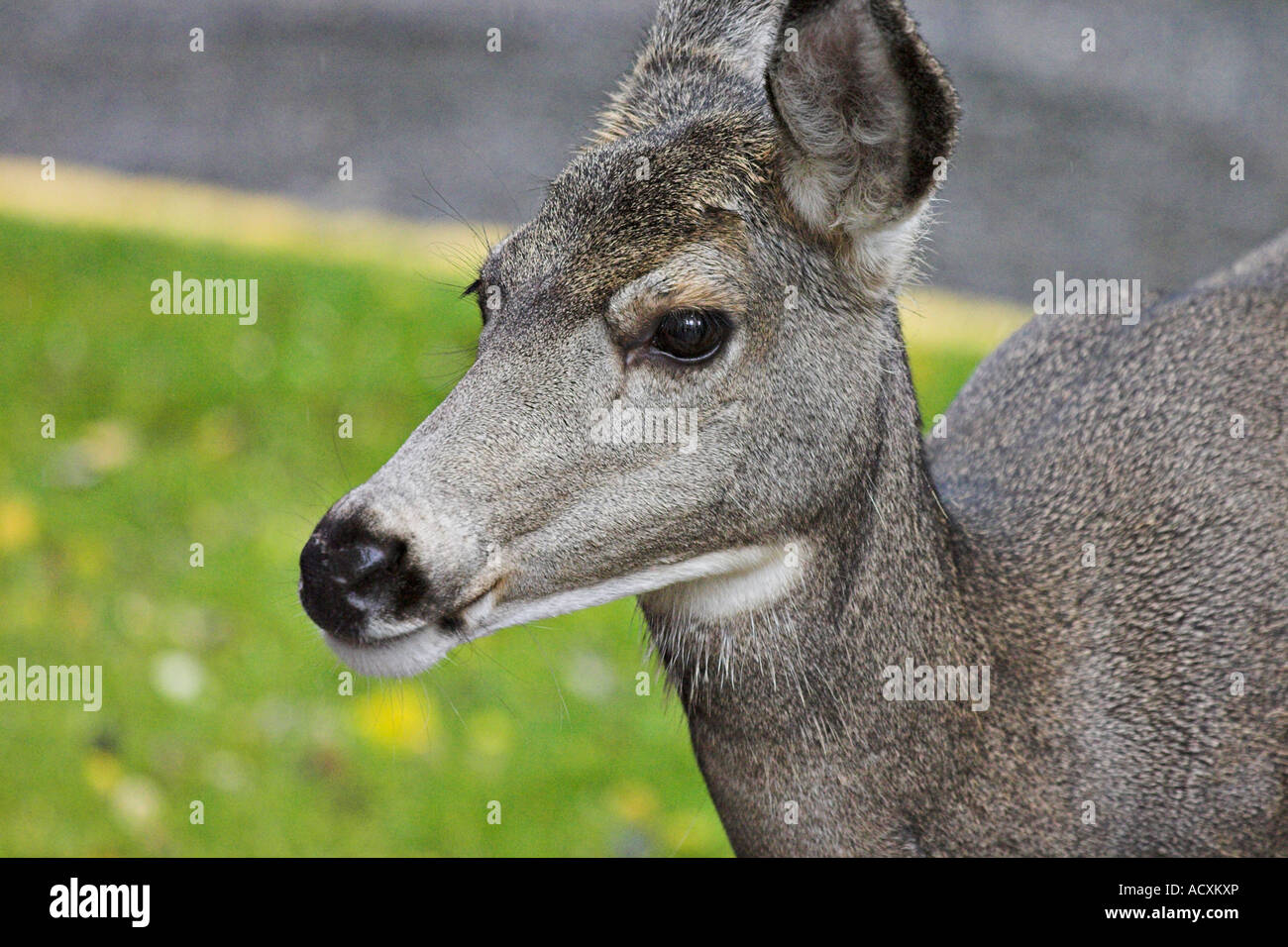 No Fear zu warnen, den Kopf ein kleines graues weibliche Reh mit grasbewachsenen Hintergrund Banff Nationalpark Banff Alberta Kanada Stockfoto