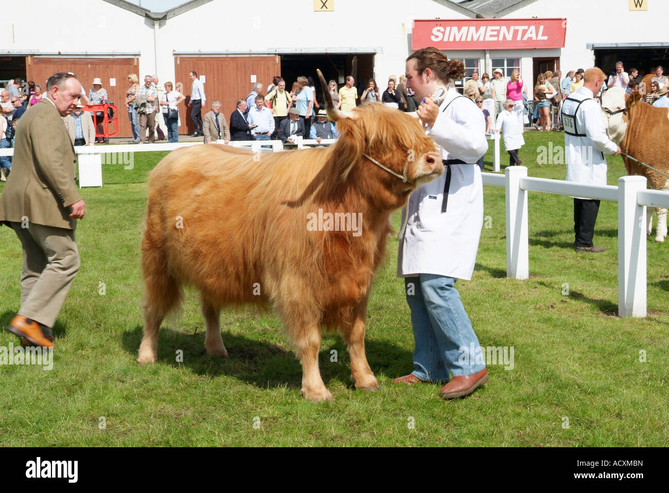 Beurteilung von Rindern am Great Yorkshire Show, nördlichen England, Sommer 2007 Stockfoto