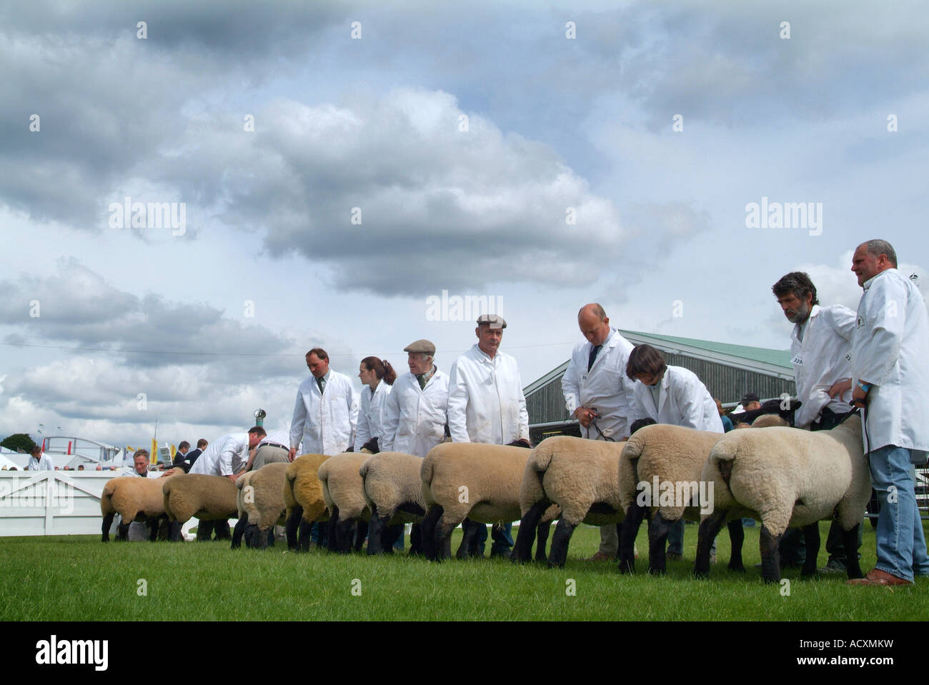Beurteilung von Schafen und Line-up von Hinterseiten bei der Great Yorkshire Show, North Yorkshire, England Stockfoto