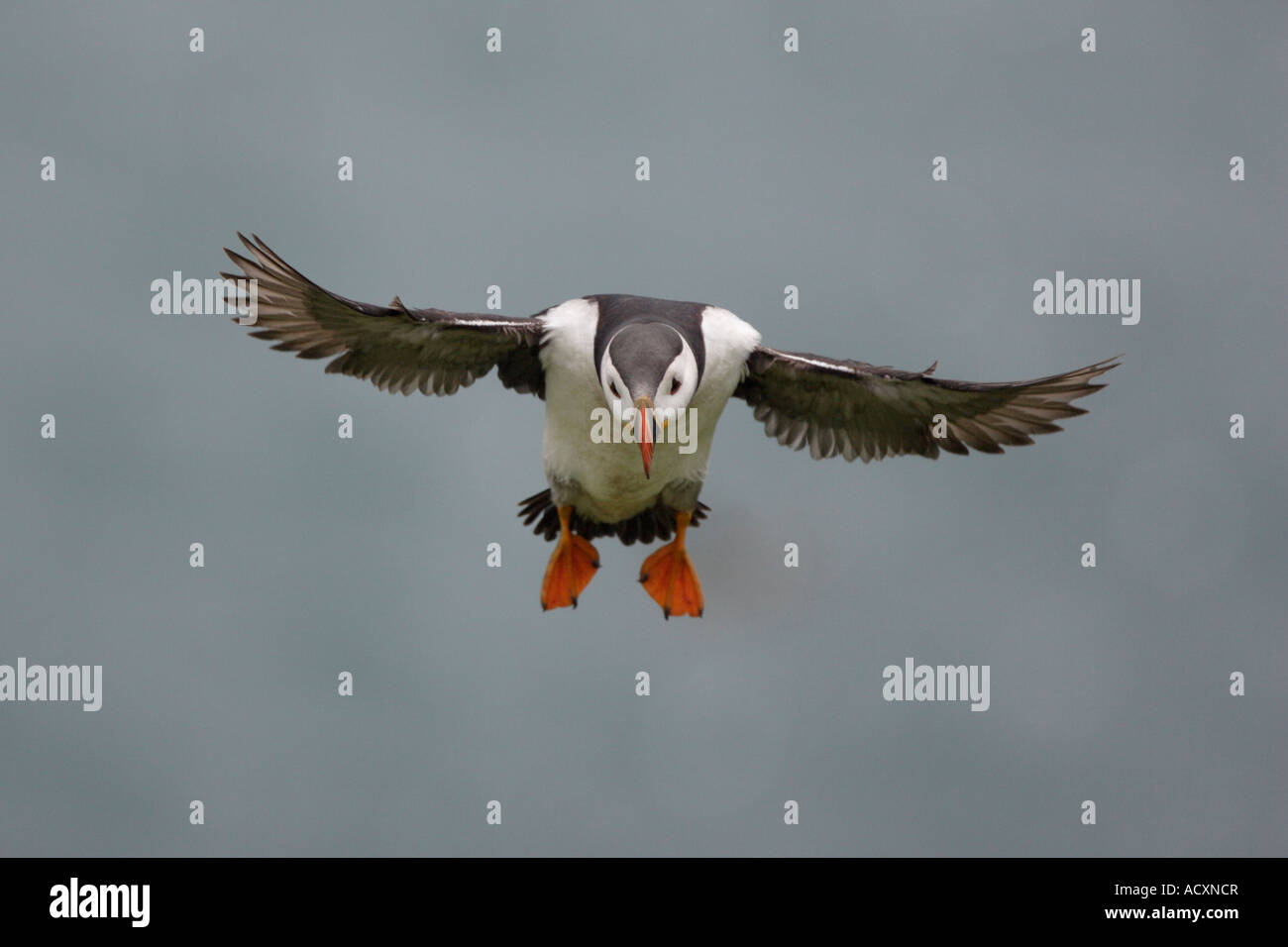 Papageitaucher Landung Stockfoto