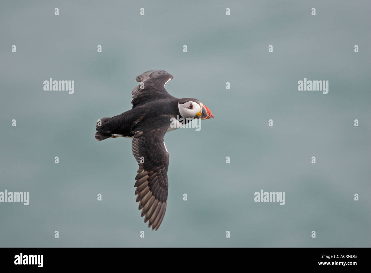 Papageientaucher fliegen über Meer Stockfoto