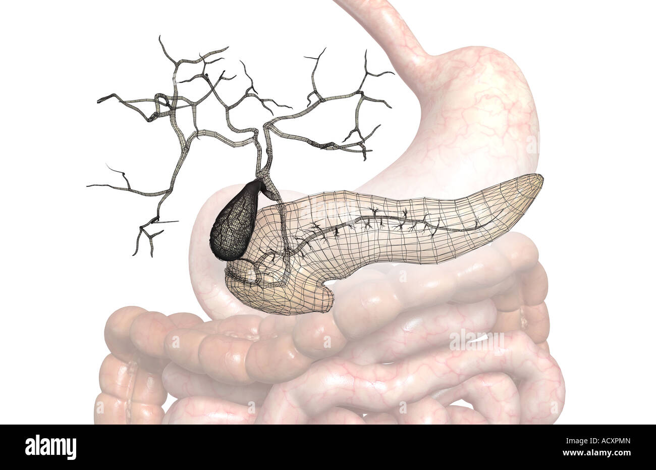 Gastroduodenale arterien Fotos und Bildmaterial in hoher Auflösung