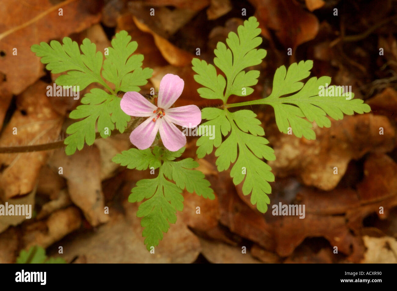 Kraut Robert Flower unter Laubstreu in einem Waldgebiet Berkshire Stockfoto